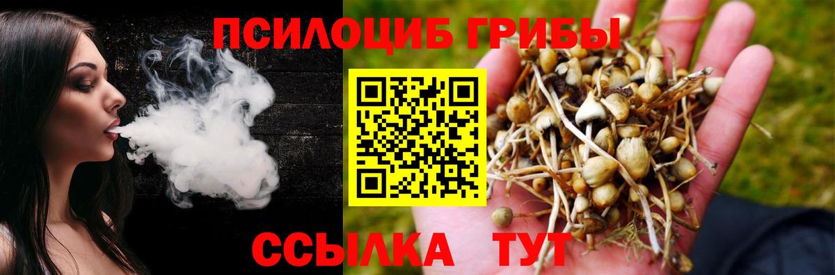 Псилоцибиновые грибы Psilocybe Россия